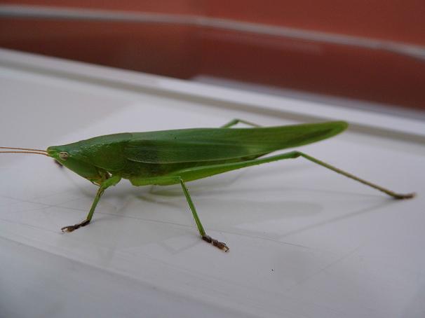 Conferma ID Tettigonia. No. Ruspolia nitidula